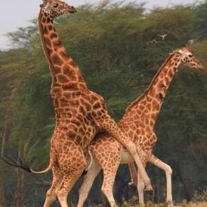 Giraffe Hot Kinky Porn - Giraffe Porn - BrÃ¤uvaria - Untappd