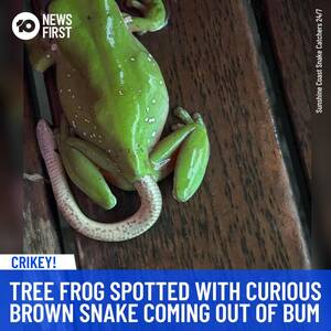 Amazing Frog Porn - Snake emerging from a tree frog's rear : r/natureismetal