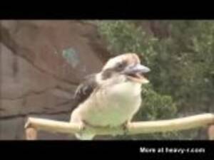 Bird Fucker - Man Fuck Bird Videos - Free Porn Videos