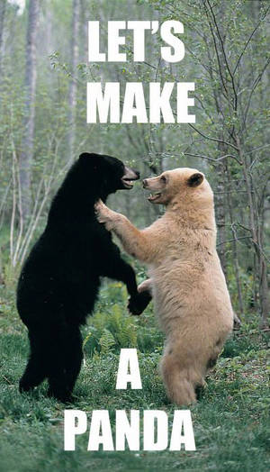 Grizzly Bear Porn - 10 - In an attempt to boost sex drive among panda bears, scientist made porn