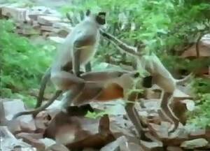 Monkey Sex Anal - Monkey Videos / Anal Zoofilia / Most popular Page 1