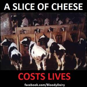 Caption Milk Theft - (via The Bloody Dairy Industry on Facebook)