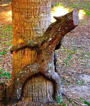 Mother Nature Porn - 11 Naturally Occurring Instances Of Tree Porn (SFW)