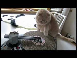 Cute Dj Cats Porn - Scottish Fold kitty scratching vinyl! DJ Cat Scratch turntable toy, kitten  scratches records - YouTube