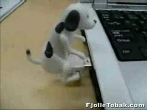 Americas Funniest Home Videos - America's Funniest Home Videos | Dog fuck computer !