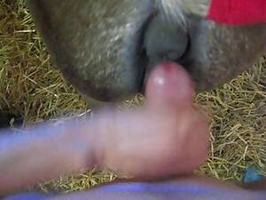 Man Fucks Mini Mare - Man Fucks Mini Mare | Sex Pictures Pass