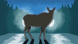 Forced Belly Down Anal Gifs - The Thinking Man's Guide to Hitting a Moose