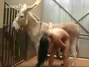 Donkey Sex Porn - Latina performing fellatio on a donkey - LuxureTV