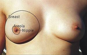 extra large indian nipples - Breast - Wikipedia