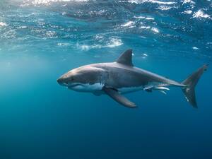 Great White Shark Sex Porn - Rolling and rolling and rolling': the first detailed account of great white  shark sex | Sharks | The Guardian
