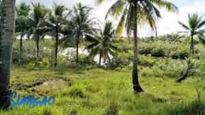 areeya shemale circumcised - Discover Siargao - Hotels Resorts Tours Properties Philippines| | FOR