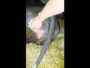 cow fisting pussy - Fluffy cow pussy - BestialitySexTaboo - Bestiality Sex Taboo