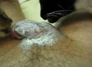 Man Fucks Cat - Cat Threesome GayBeast Rip - Man Fucks Pet - Extrem Sex and Taboo Porn.