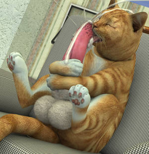 Feline Paw Porn - Statistics