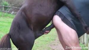 Equine Human Sex - Horse uses huge dick to penetrate woman's cunt