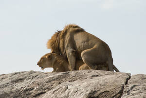 lion - Lion porn | paddy.scandlyn | Flickr