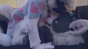 Man Fucks Deer 2 - Deer fucks Husky - ThisVid.com