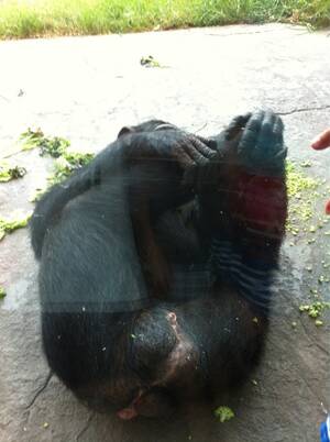 Ape Pussy Porn - Went to the zoo today and the first thing I saw was a big monkey vagina :  r/WTF