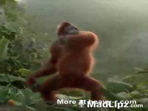 Monkey Sex Men - Monkey Sex Man Videos - Free Porn Videos