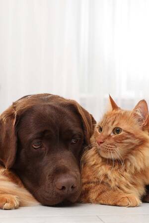 bollywood indian furry cat porn - Know, control, care - Keyformat