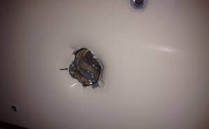 Ben 10 Porn Glory Hole - Glory Holes In This College Library Bathroom Has Gotten Out Of Hand