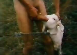 Goat Sex Girls Porn - Goat Videos / girls animal sex / Most popular Page 1