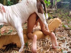 Celebrity Bestiality Porn - New bestiality movie custom 2022 - LuxureTV