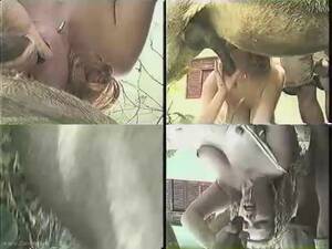 Donkey Bestiality Porn - Girl Donkey - ArtOfZoo.Org - Bestiality Life