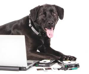 Hidden Bear Porn - This black lab is one of SPD's best tools for finding hidden thumb drives.
