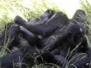 Chimpanzee Sex - Bonobos enjoying time together