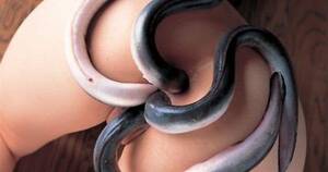 Japanese Eel Porn - Oh Japan! : r/WTF