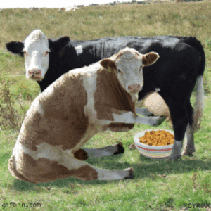 Funny Cow Porn - So This Is Cow Porn??? - GIF - Imgur