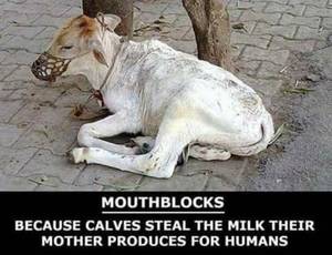 Caption Porn Milk Theft - Because \