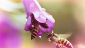 Honey Bee - Pornhub launches BEE porn channel - but there's an important reason why -  Mirror Online