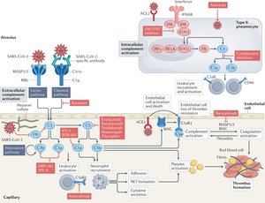 H%c3%a5rt Sex - The state of complement in COVID-19 | Nature Reviews Immunology
