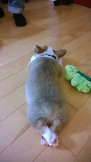 Corgi Porn - I promise I won't have an accident. Find this Pin and more on corgi porn ...