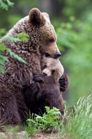 I Mean Actual Bears Bear Porn - I Mean Actual Bears Bear Porn | Sex Pictures Pass