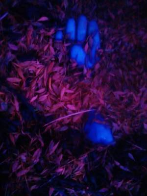 forest handjob - ... Saatchi Art Artist Gregory Bolton; Sculpture, â€œForest Porn Handjobâ€ #art