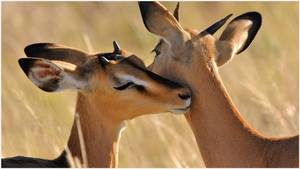 Furry Porn African Impala - African Antelope Cute Animal Wallpaper | african antelope cute animal  wallpaper 1080p, african antelope cute