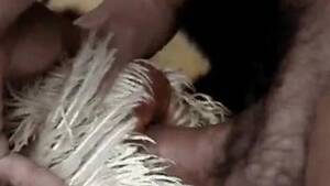 Man Fucks Chicken Bestiality - chicken Animal Porn