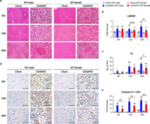 H%c3%a5rt Sex - Formyl peptide receptor 2 determines sex-specific differences in the  progression of nonalcoholic fatty liver disease and steatohepatitis |  Nature Communications