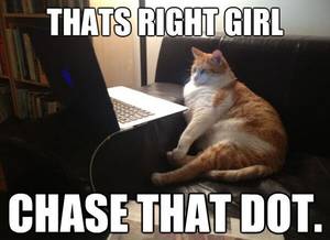 cat - fat obese old ginger cat porn laptop computer red dot lolcat
