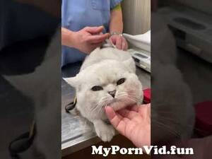 bollywood indian furry cat porn - Does your cat have itchy skin or a dull coat? | Royal Canin India from  indian hifi xxx heair cat Watch Video - MyPornVid.fun