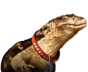 Disney Jessie Kipling Porn - jessie characters | Kipling | Characters | Jessie | Disney Channel South  Africa