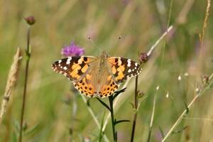lady lepidoptera - Dragonflies â€“ Butterflies To Dragsters.