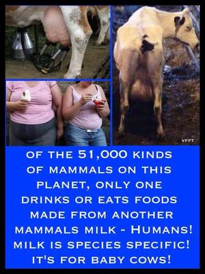 Caption Milk Theft - milk, humans steal it, and starve the cown babies. And cow milk makes human  sick, duh. No more clogging my arteries! | Web md | Pinterest | Vegans, ...