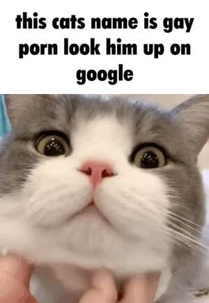 Cat Porn Captions - This cats name is gay porn look him up on google - iFunny Brazil