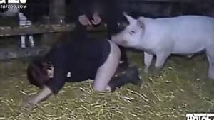 Having Sex With Pig Porn - pig sex Animal Porn