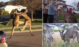 Kangaroo Boxing Porn - Wyee Point residents say kangaroos are taking over their NSW town | Daily  Mail Online