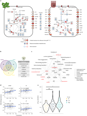 Miranda Cosgrove Rare Anal - The gut microbial metabolite formate exacerbates colorectal cancer  progression | Nature Metabolism